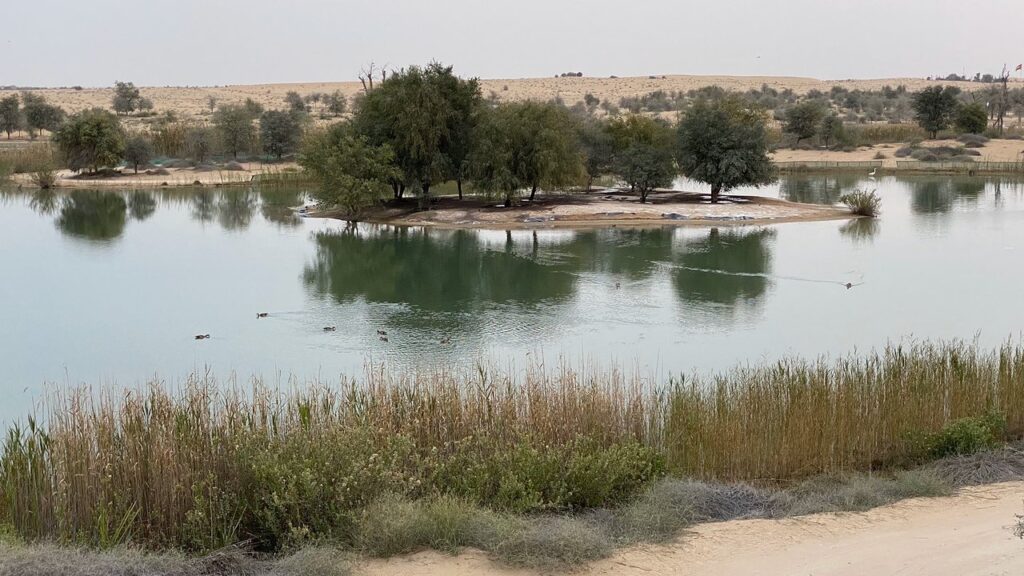 Al Qudra Lake 