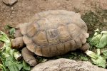 A large tortoise eating lettuce on the ground in a natural outdoor setting.