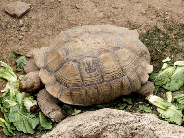 A large tortoise eating lettuce on the ground in a natural outdoor setting.