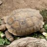 A large tortoise eating lettuce on the ground in a natural outdoor setting.